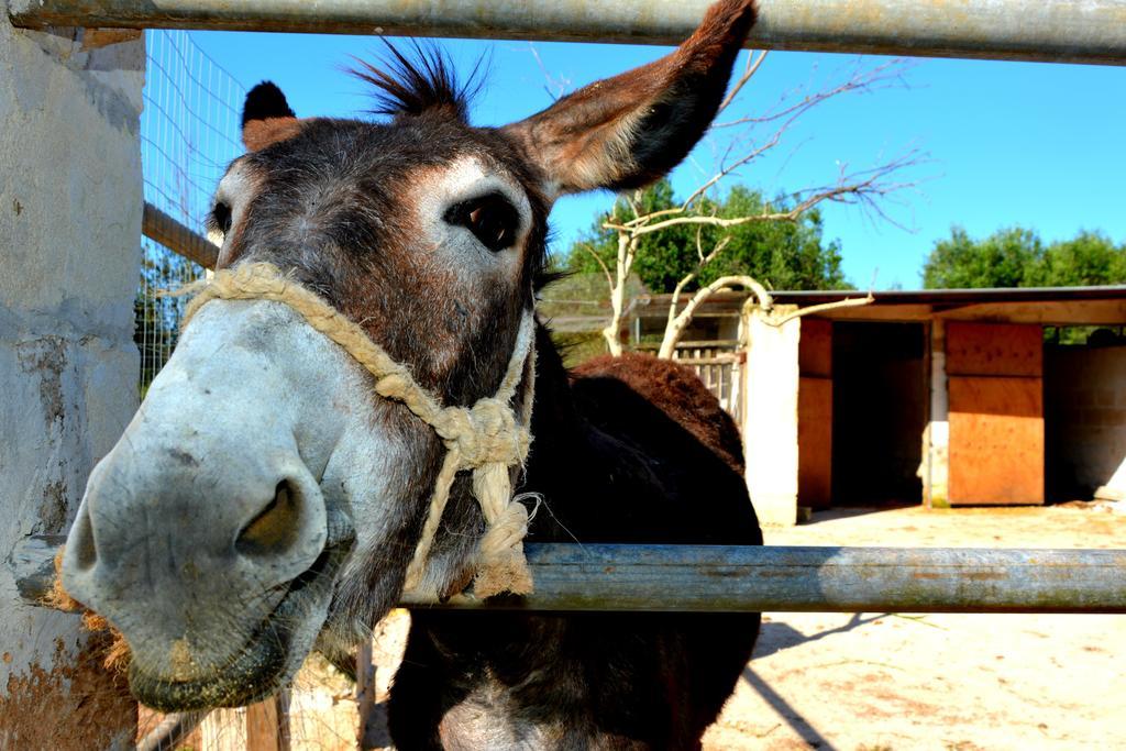 Farm stay Le Tagliate *